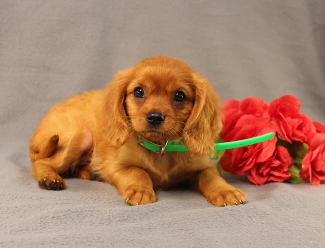 puppy, for, sale, Miniature Golden Retriever, Ivan J. Stoltzfus, dog, breeder, Dornsife, PA, dog-breeder, puppy-for-sale, forsale, nearby, find, puppyfind, locator, puppylocator, aca